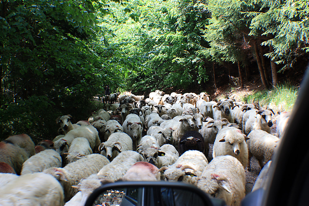 Kdyby jen vždy byly dopravní zácpy takto zábavné (foto Dinu Dragomirescu)